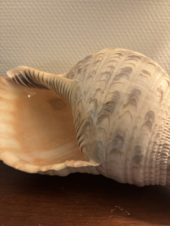 Image 1 of Tritorn horn shell