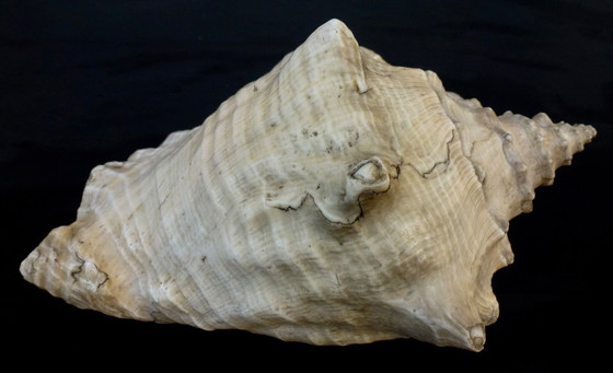 Image 1 of Aliger Gigas grande - Conca regina, appartenente alla famiglia Strombidae.