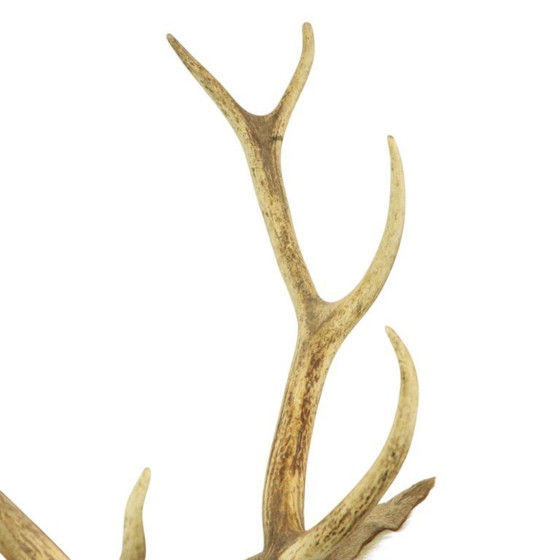 Image 1 of Tête de cerf montée cerf rouge avec bois
