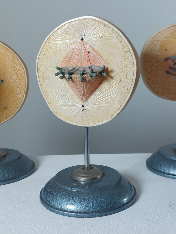 Image 1 of Vecchio modello didattico Divisione cellulare Mitosi Ausilio didattico di biologia Metallo Plastica