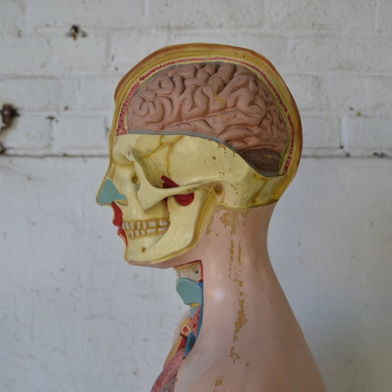 Image 1 of 1x deco biology mannequin
