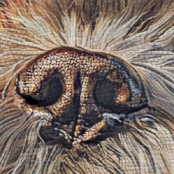 Image 1 of Shih-Tzu -2021- Elena Vittori- Heritage Fresco Style- Hahnemühle on Dibond -75 x 100 cm
