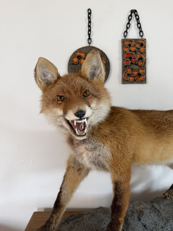 Taxidermie d'un renard empaillé '00 – Objets déco, Plastic (photo 5 of 8)