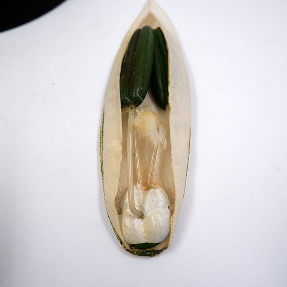 Image 1 of Botanisches Modell einer Weizenblüte aus Osterloh, Deutschland, 1940er/50er Jahre