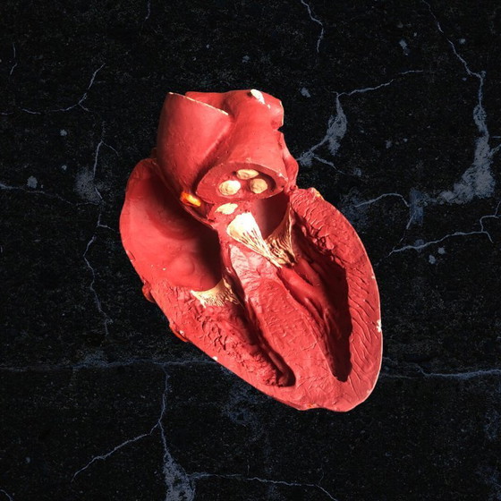 Image 1 of Trasicor retard vintage lifesize medical human heart specimen model anatomical physician's educational boxed 80s