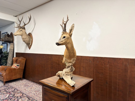 Capriolo impagliato su Legno – Oggetti decorativi, Altro (photo 3 of 8)