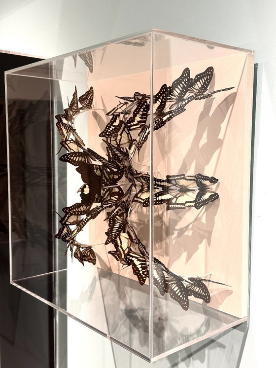 Image 1 of Butterfly box with a cream background, with green, white, black/brown butterflies in it.