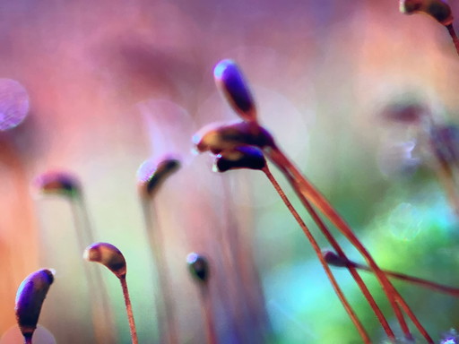 Rouzbeh Tahmassian "Anhaltender Herbst"