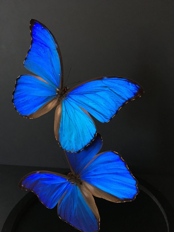 Image 1 of Morpho Didius • Géant Bleu • Cloche en Verre • Pérou • 2020