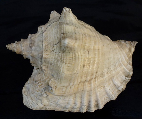 Image 1 of Aliger Gigas grande - Conca regina, appartenente alla famiglia Strombidae.