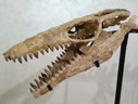 Mosasaure – Reptile marin du Crétacé
Grand Mosasaure