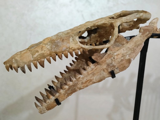 Mosasaurus – Cretaceous Marine Reptile
Large Mosasaurus