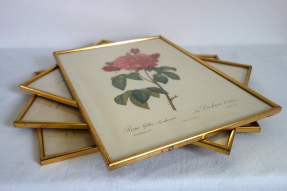 Image 1 of 4 oude botanische platen van rozen