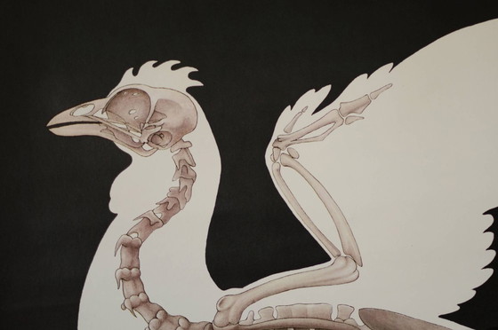 Image 1 of Affiche scolaire vintage RDA, maison squelette, poulet