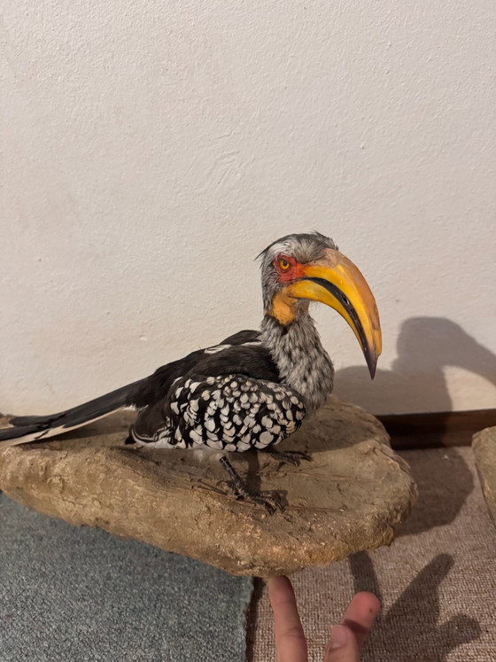 2 Opgezette Afrikaanse Vogels, Decoratieve objecten, Steen, Anders, Zwart (foto 2 van 5)
