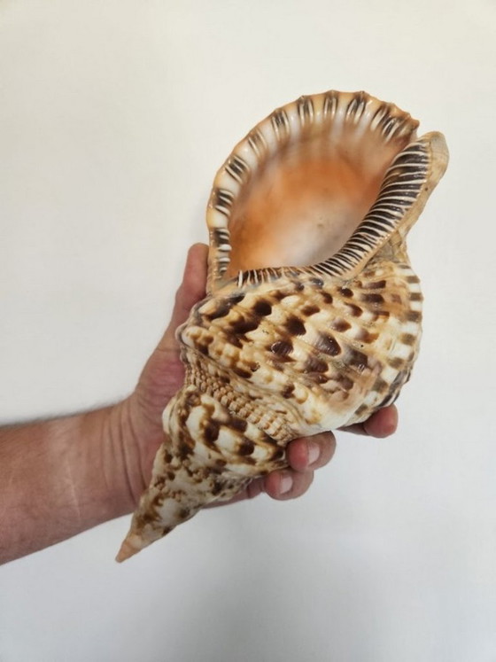 Spectacular Giant Triton's Horn Shell (29 cm) – Luxury Maritime Collector's Item (Pre-CITES) (photo 9 of 10)