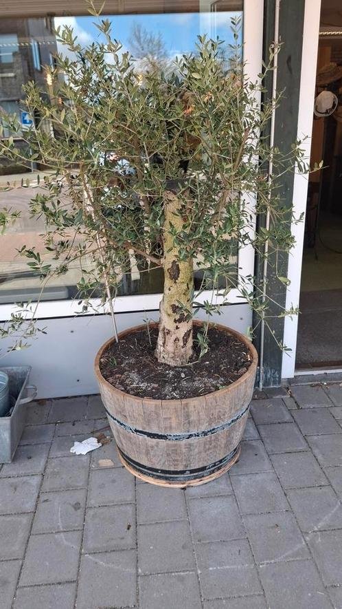 2 Large Olive Trees in Wooden Wine Barrels | Mediterranean Atmosphere for Garden or Terrace