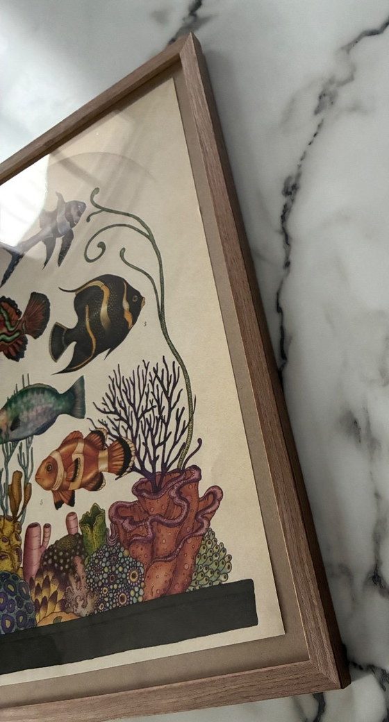 Illustration Encadrée Poissons Façon Musée – Décorations murales, Paper (photo 5 of 6)