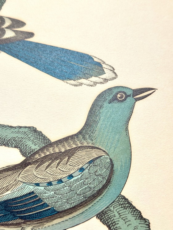 Image 1 of Lithographie ornithologique ancienne, Georges-Louis Leclerc, années 1920, imprimée par Weissenbruch S.A.