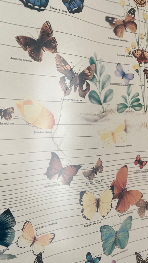 Image 1 of Poster vintage italiano con farfalle