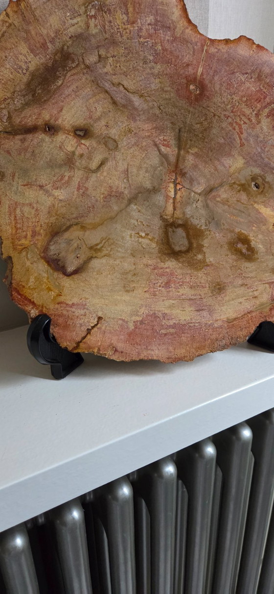 Image 1 of Versteinerter Holzbecher oder -scheibe (Ref. 4058 pers)