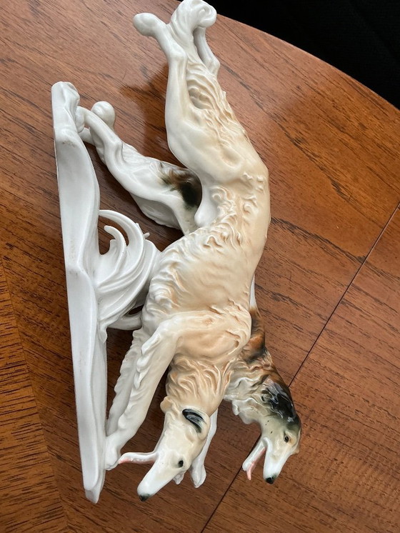 Image 1 of Bellissimi levrieri contrassegnati