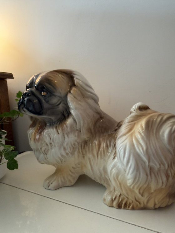 Image 1 of Großes Bild eines Pekinesenhundes