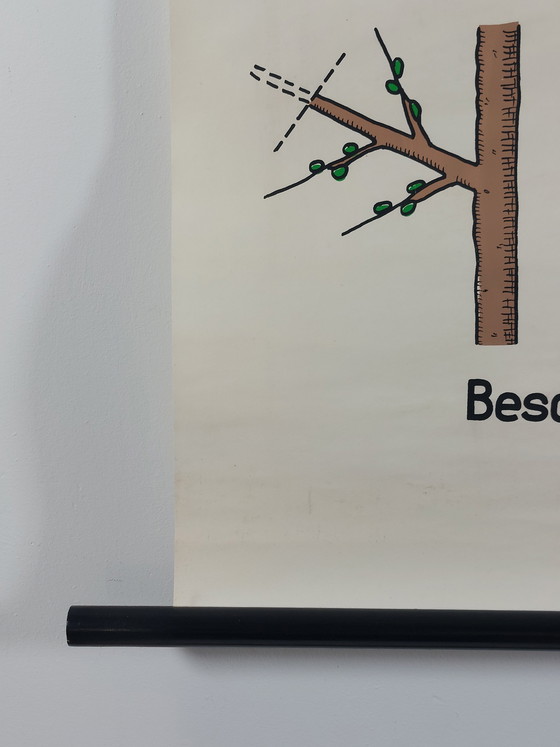 Image 1 of Vintage roll-up map, teaching aid, biology, non-flowering plant propagation, wall map