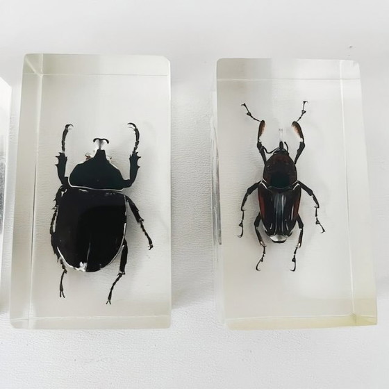 Image 1 of Resin insect set neushoornkever vliegend hert bamboe snuit kever presse-papier 1980's