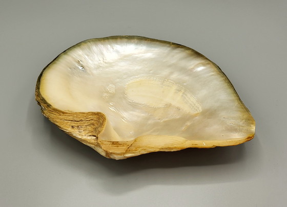 Image 1 of A Large Decorative Shell With Mother of Pearl in Relief
