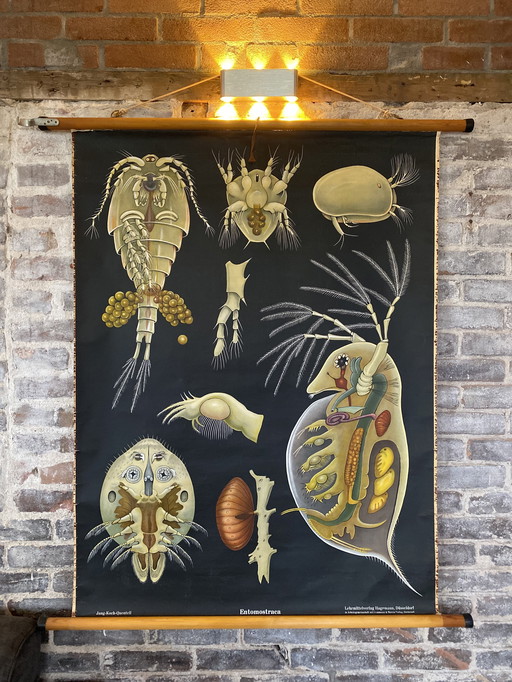 Schoolplaat entomostrasa