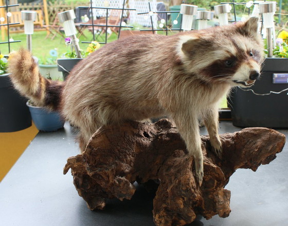 Image 1 of Raccoon taxidermy from an estate, mounted on a large, heavy root, open snout with real teeth
