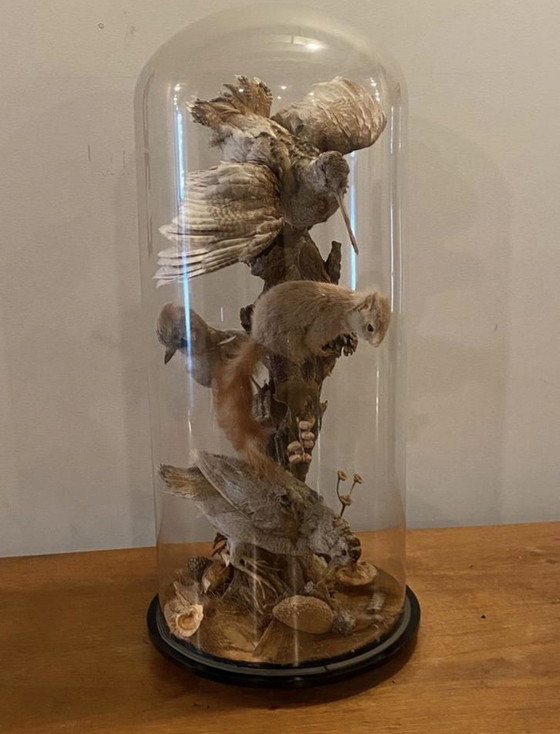 Image 1 of Antike viktorianische, sehr große Glaskuppel mit ausgestopften Vögeln und einem Eichhörnchen aus der Zeit um 1900