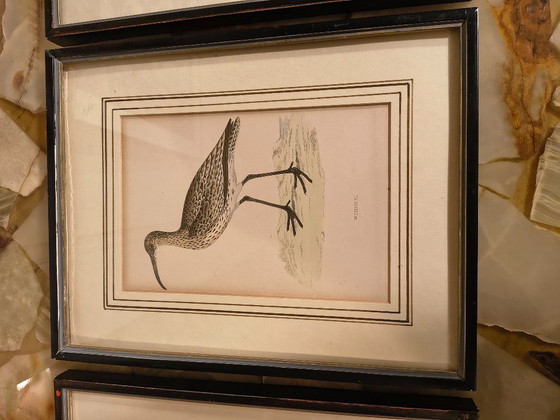 Image 1 of Antique bird prints in frames (5 pieces)
