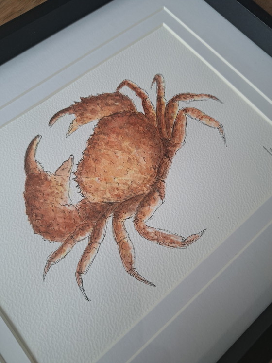 Image 1 of Original watercolor painting of a crab, including frame