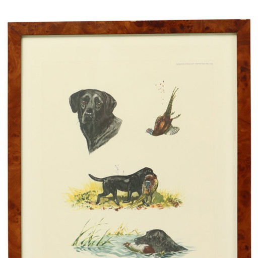 Color Lithographs Hunting Dogs Boris Riab
