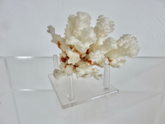 Image 1 of White coral tree, coral reef, 1970