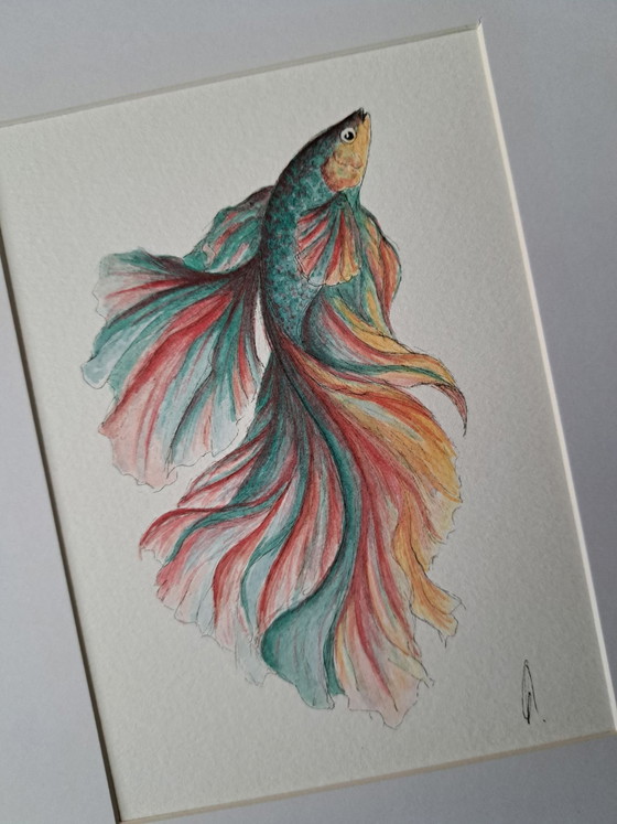 Pittura acquerello pesce Betta Halfmoon | Con cornice, Dipinti e disegni, Carta, Multicolore (foto 2 di 5)