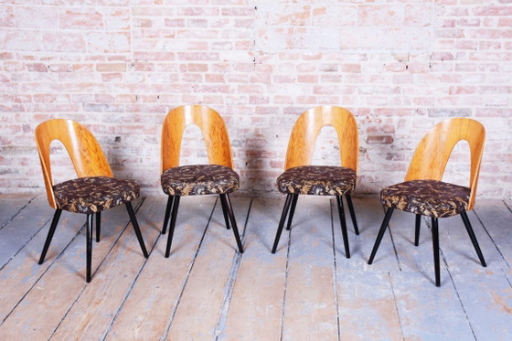 Set of Four Restored Mid-Century Chairs, Beech, Oak, Slovakia, 1950-1959 – Tatra Nábytok, Dining chairs (photo 2 of 11)