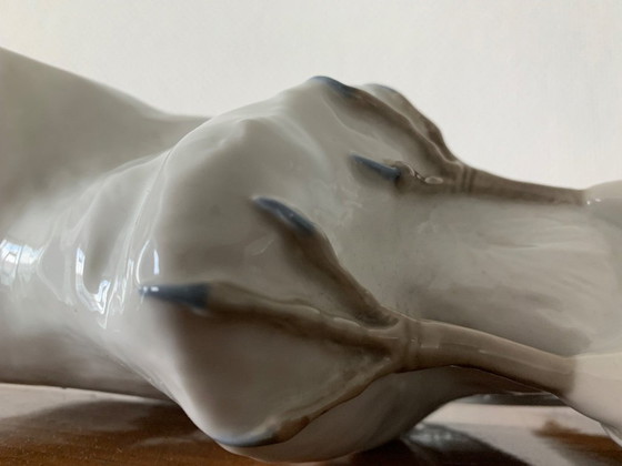 Image 1 of Muy hermoso halcón