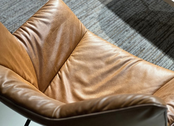 Image 1 of Gustav (búfalo indio)