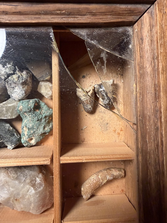 Image 1 of Antike Museumsvitrine mit Fossilien