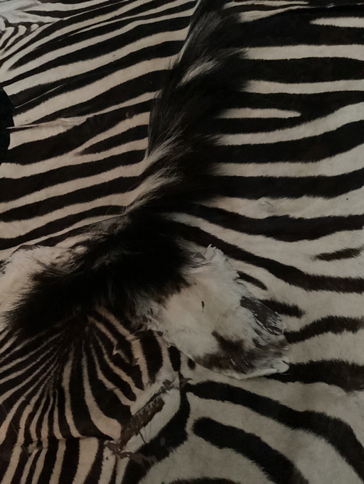TAXIDERMIE BURCHELL ZEBRA CLOTH ZEBRAVEL ZEBRA FELL