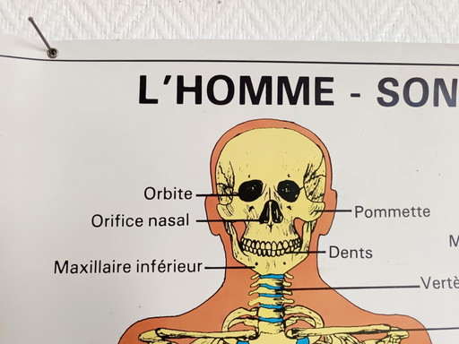 Vintage-Schulposter "L'homme son squelette" (Der Mensch sein Skelett)
