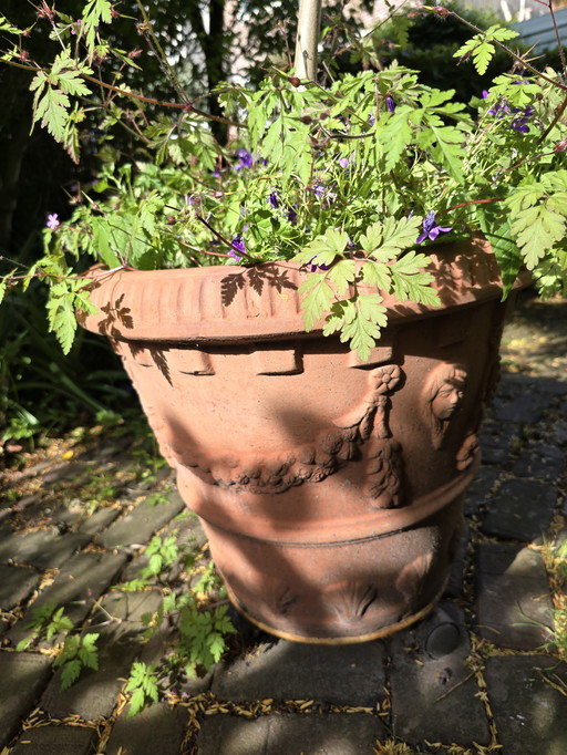 Terracotta ornamental plant pots import Tuscany. Hardy.