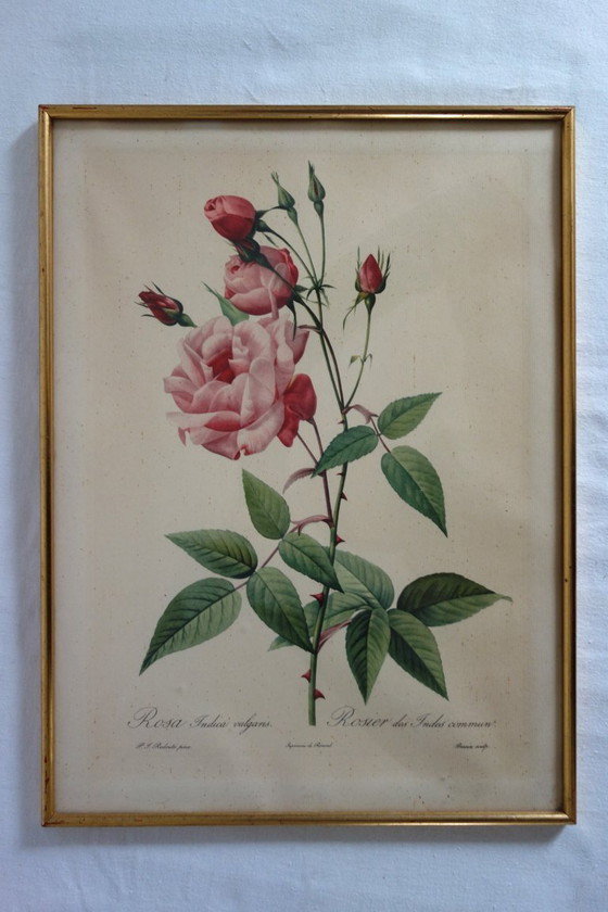 Image 1 of 4 oude botanische platen van rozen