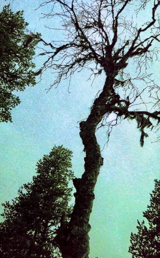 Image 1 of Arbre sous les aurores boréales et la Voie lactée, tirage en édition limitée 30x40cm