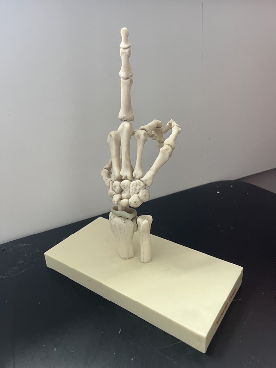 Image 1 of Anatomical model