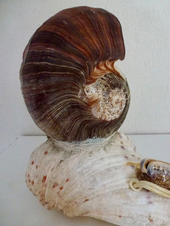 Image 1 of Preciosa lámpara hecha con una concha de abulón antigua.