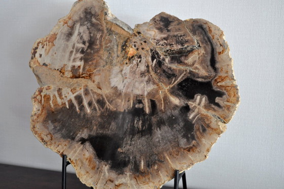 Image 1 of Sezione o pezzo di legno pietrificato sul suo supporto (rerf 3174)